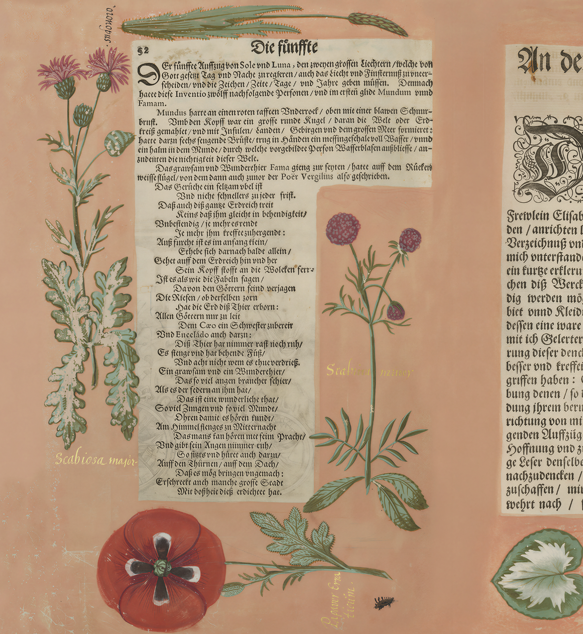 Hortus III / Wilhelm Dilich