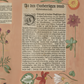 Hortus III / Wilhelm Dilich