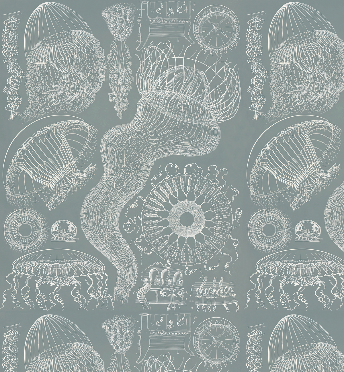 Diatomea / Ernst Haeckel