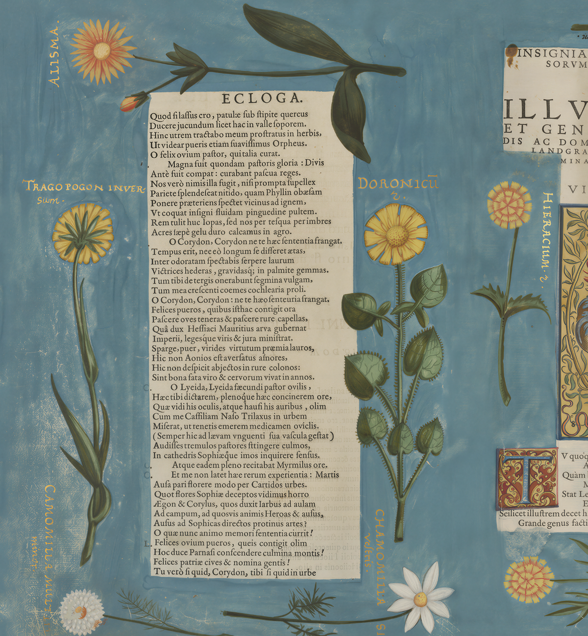 Hortus II / Wilhelm Dilich