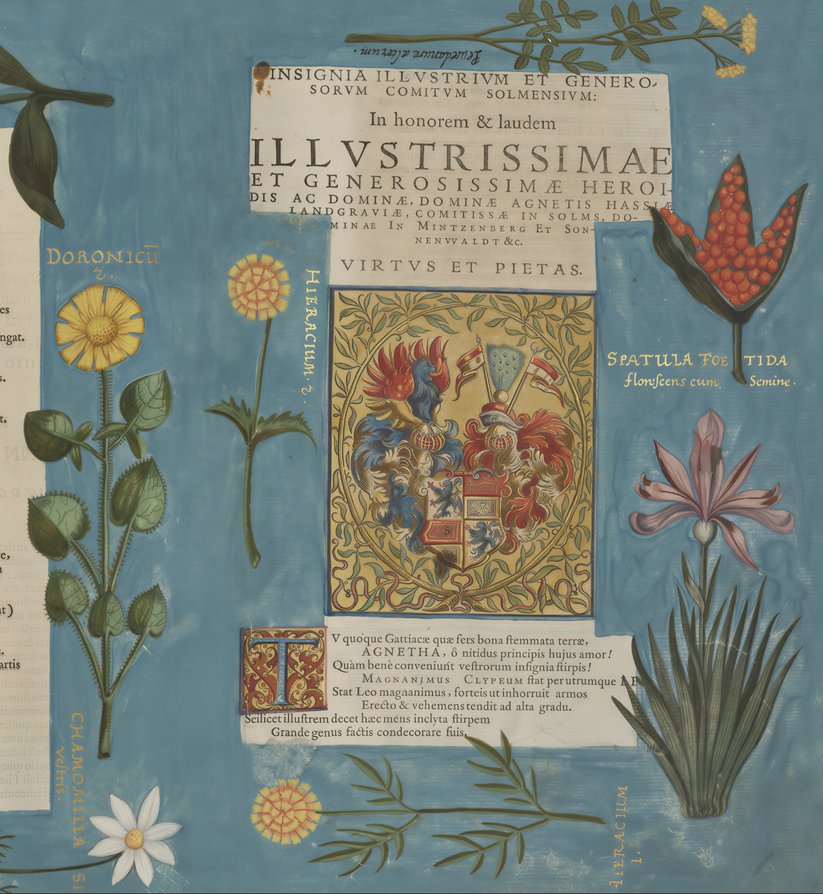 Hortus II / Wilhelm Dilich