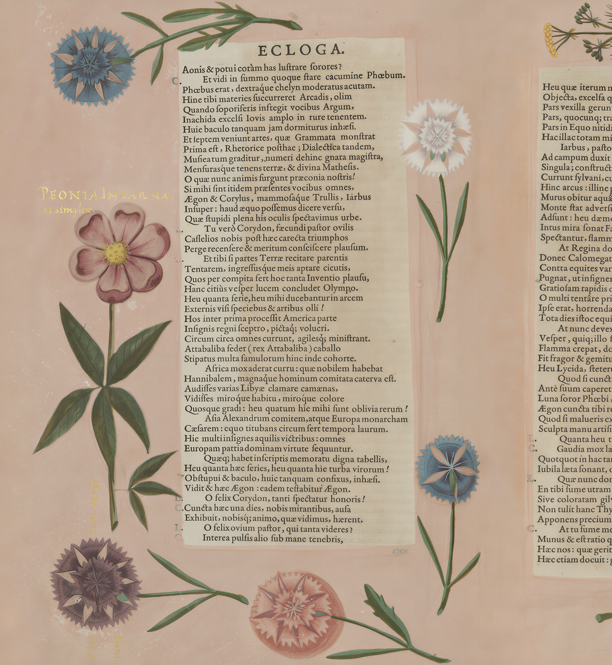 Hortus I / Wilhelm Dilich