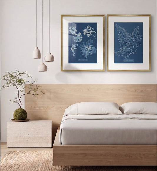 Rhodomenia Laciniata / Anna Atkins