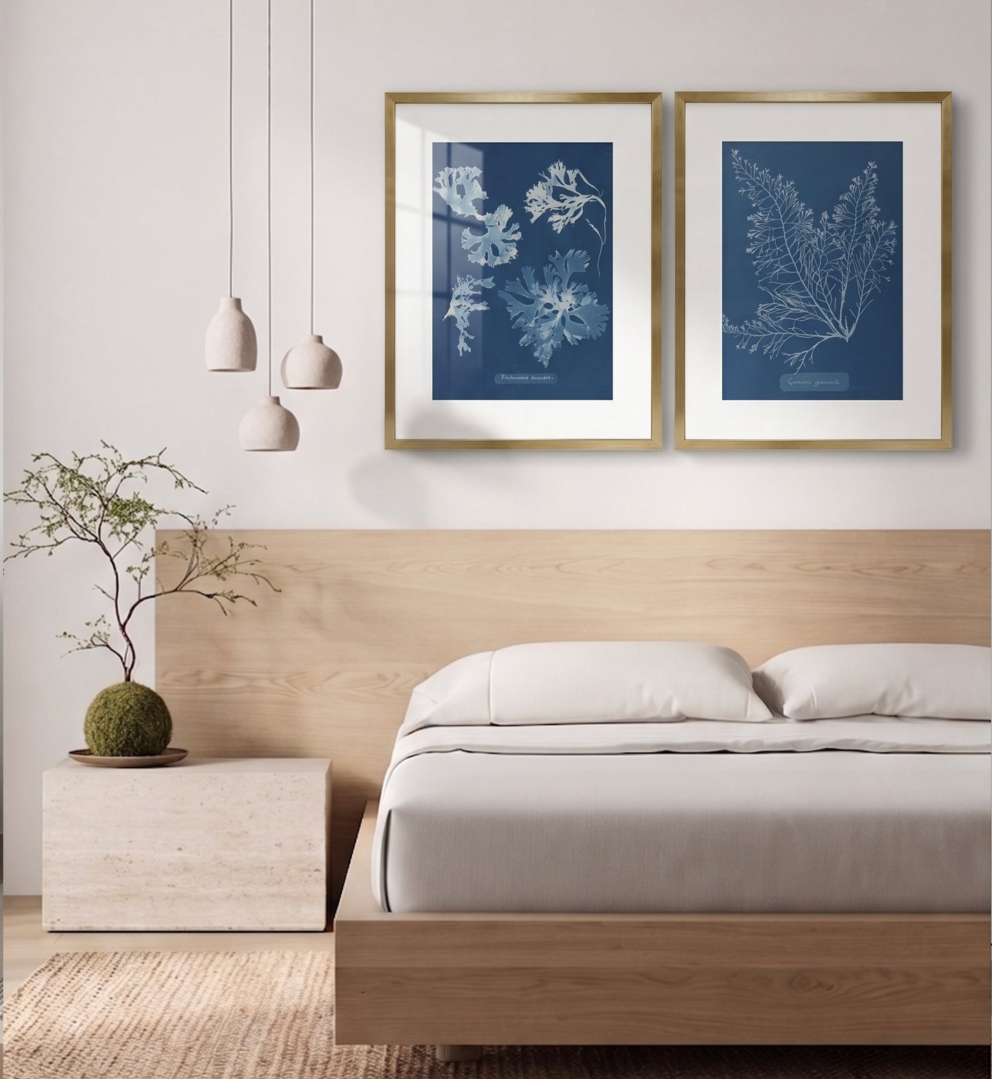 Cystoseira Granulata / Anna Atkins