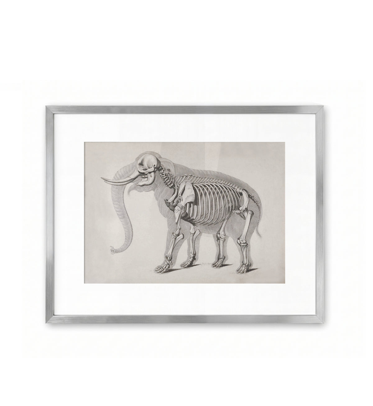 Elefant / Eduard Joseph d'Alton