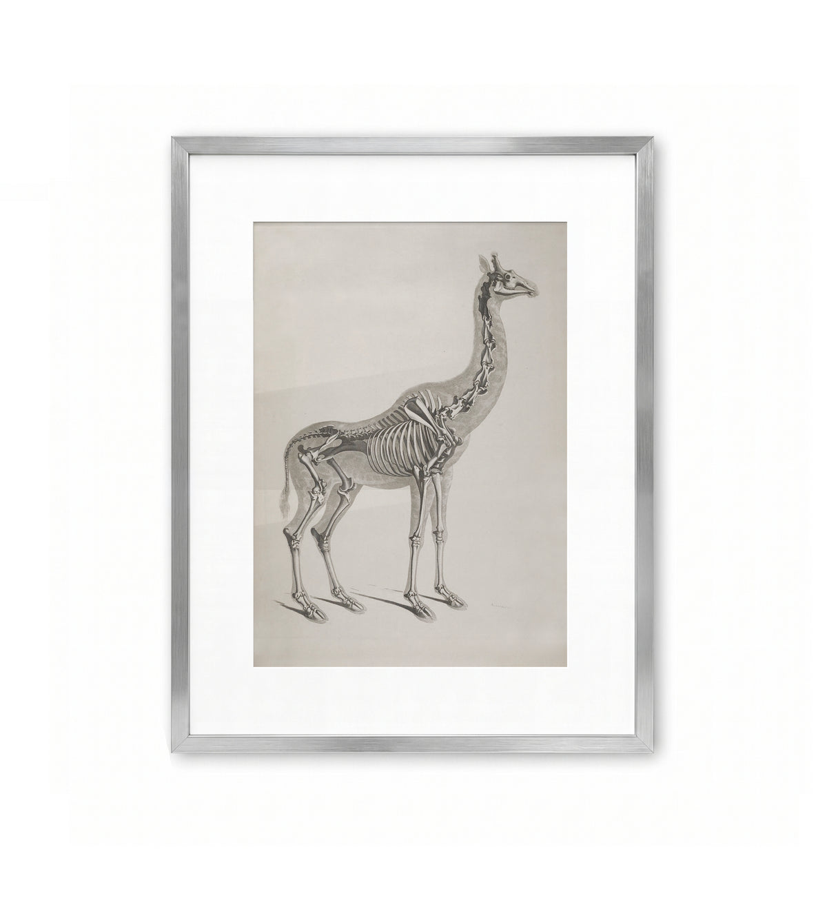 Giraffe / Eduard Joseph d'Alto