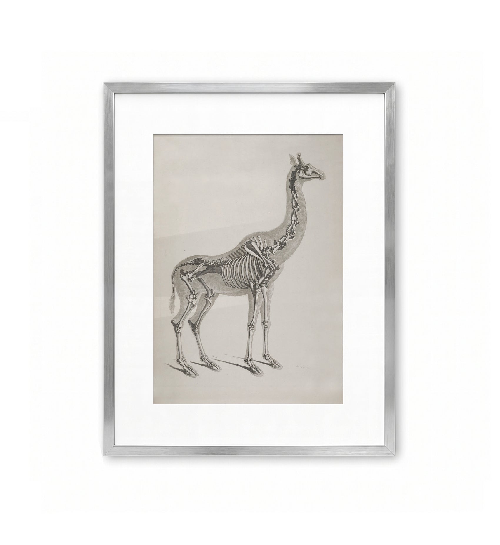 Giraffe / Eduard Joseph d'Alto