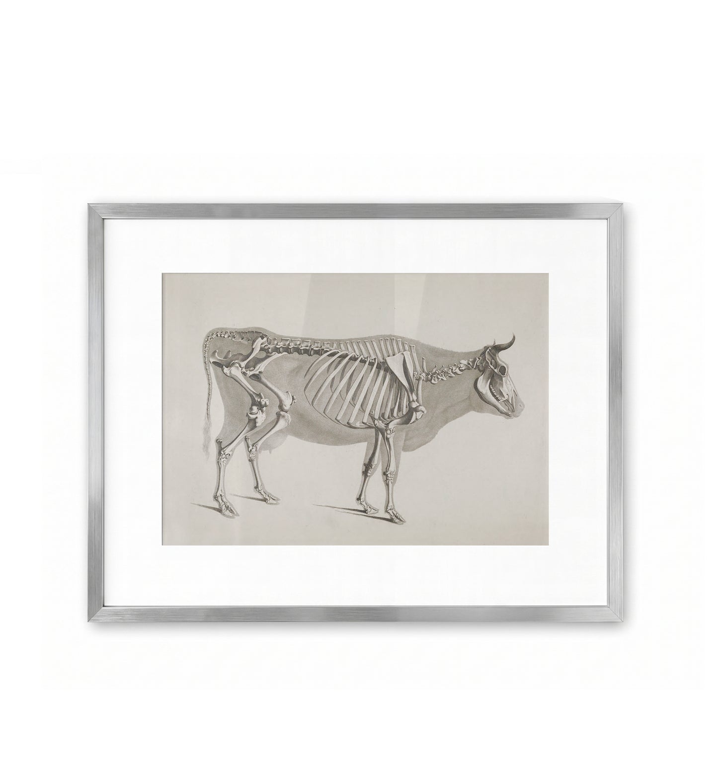 Stier / Eduard Joseph d'Alton