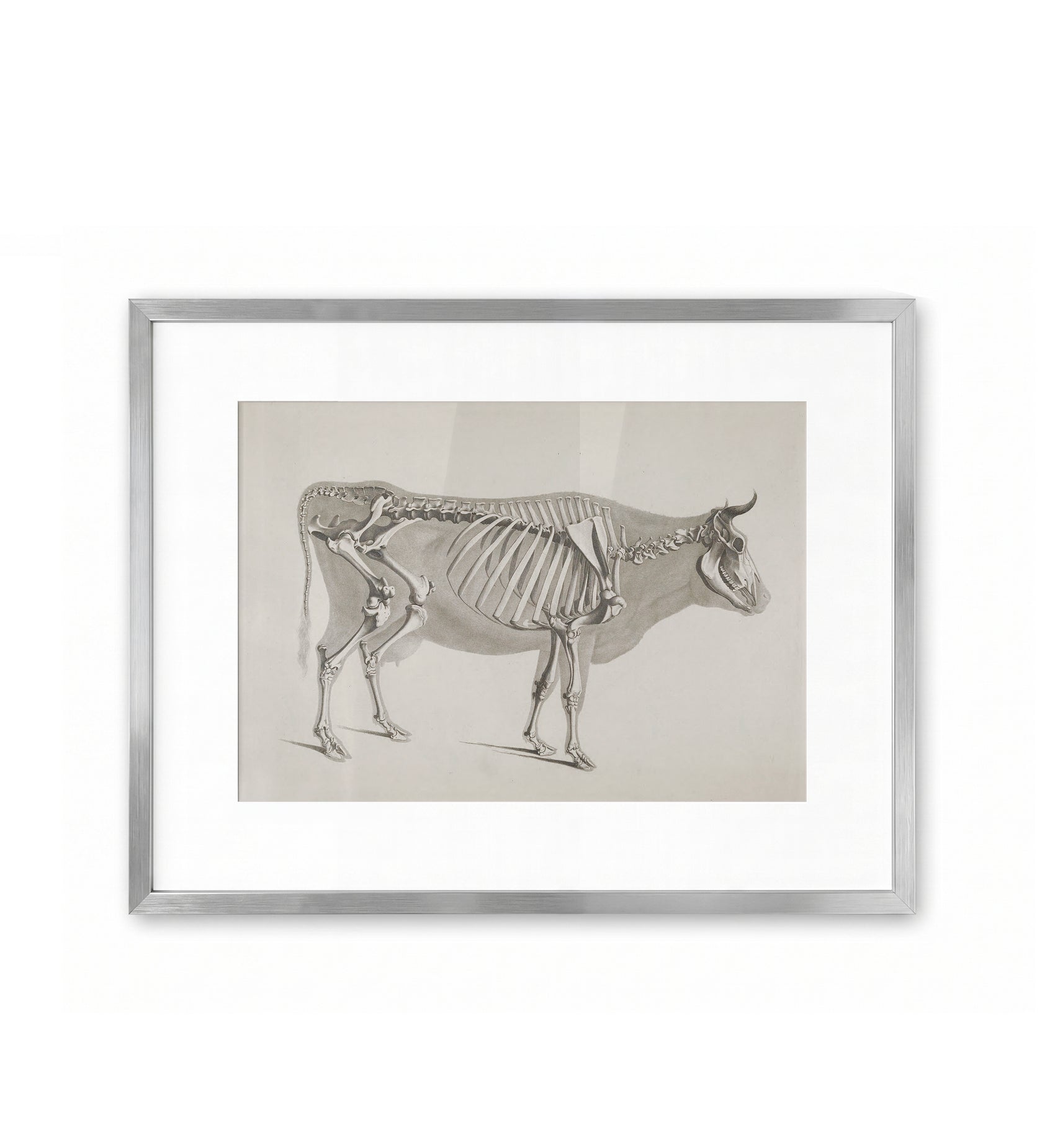 Stier / Eduard Joseph d'Alton