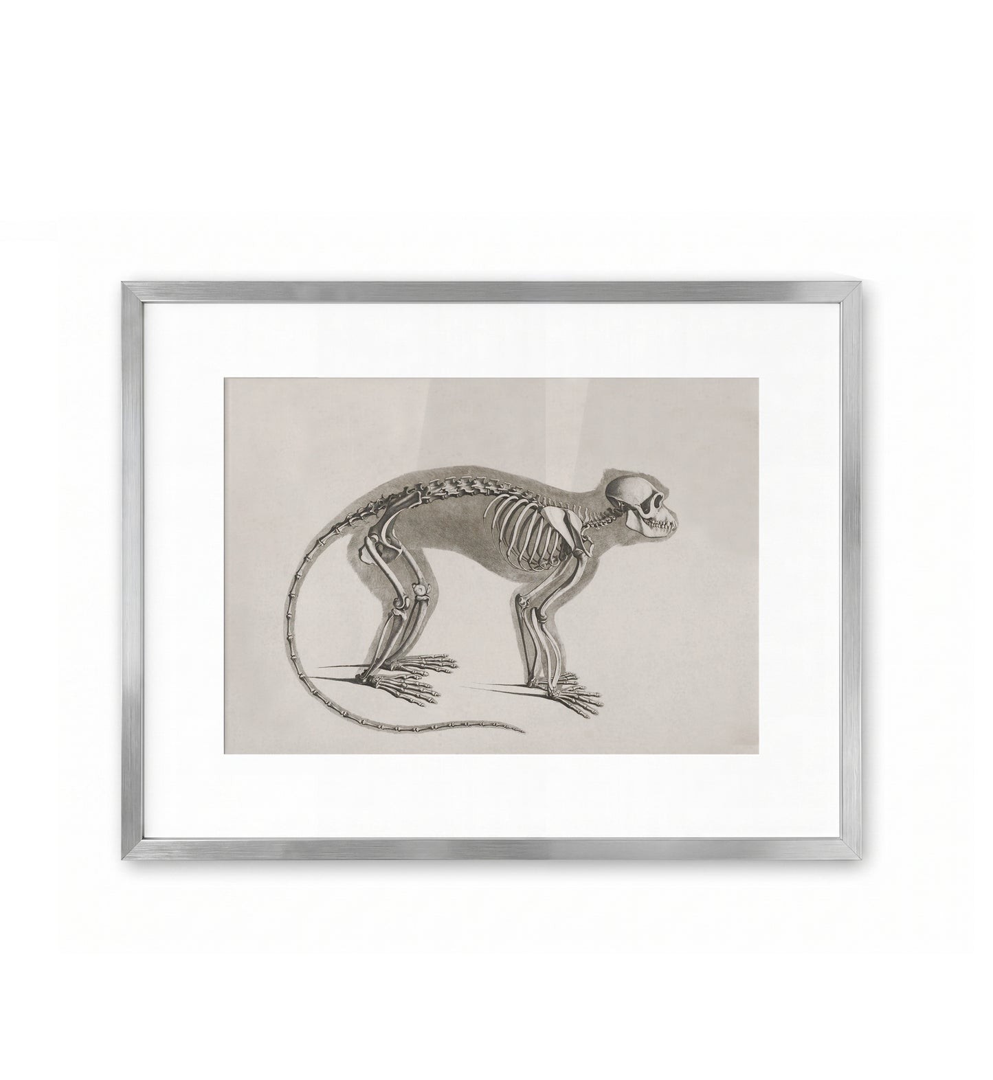 Affe / Eduard Joseph d'Alton