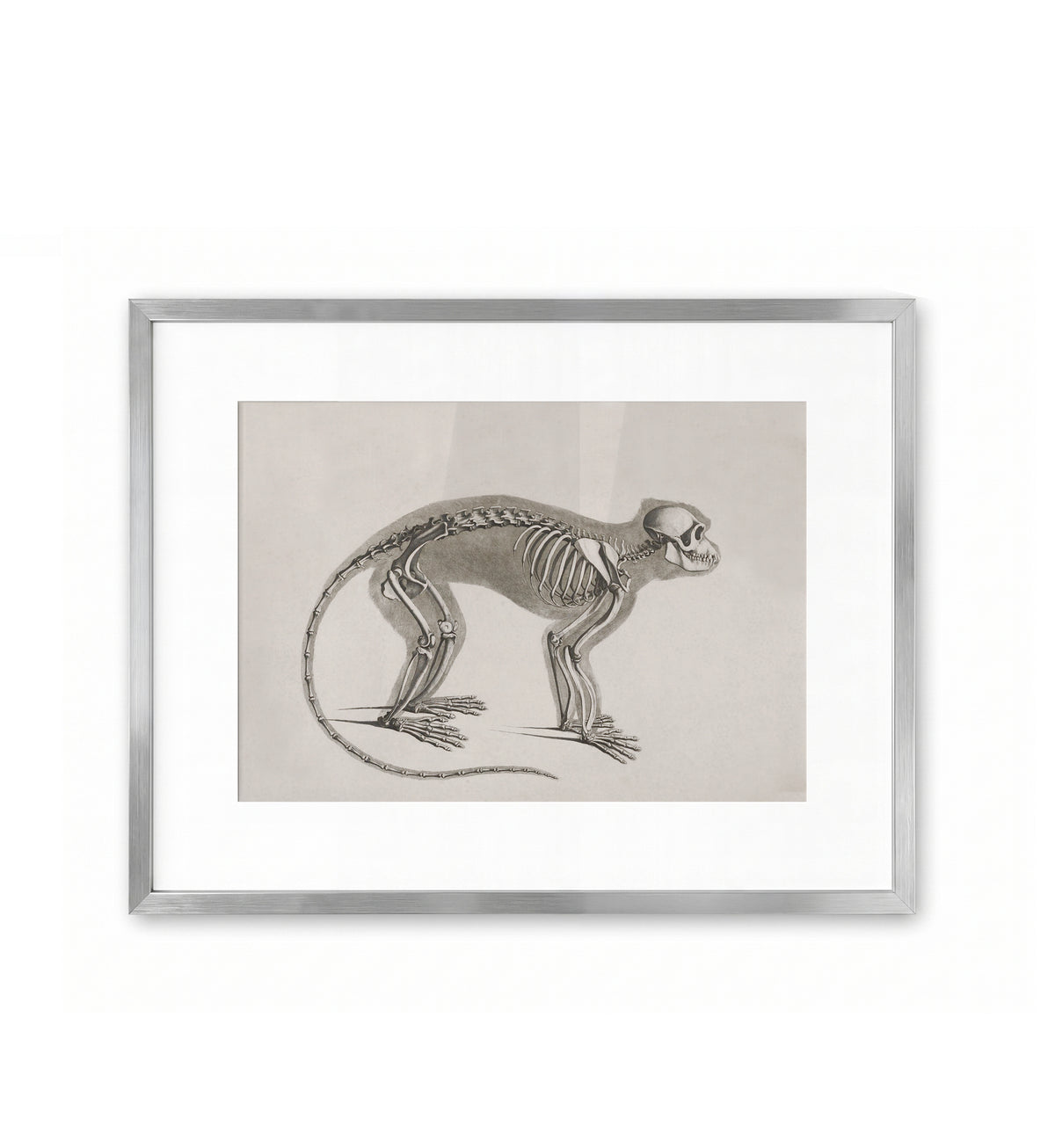 Affe / Eduard Joseph d'Alton