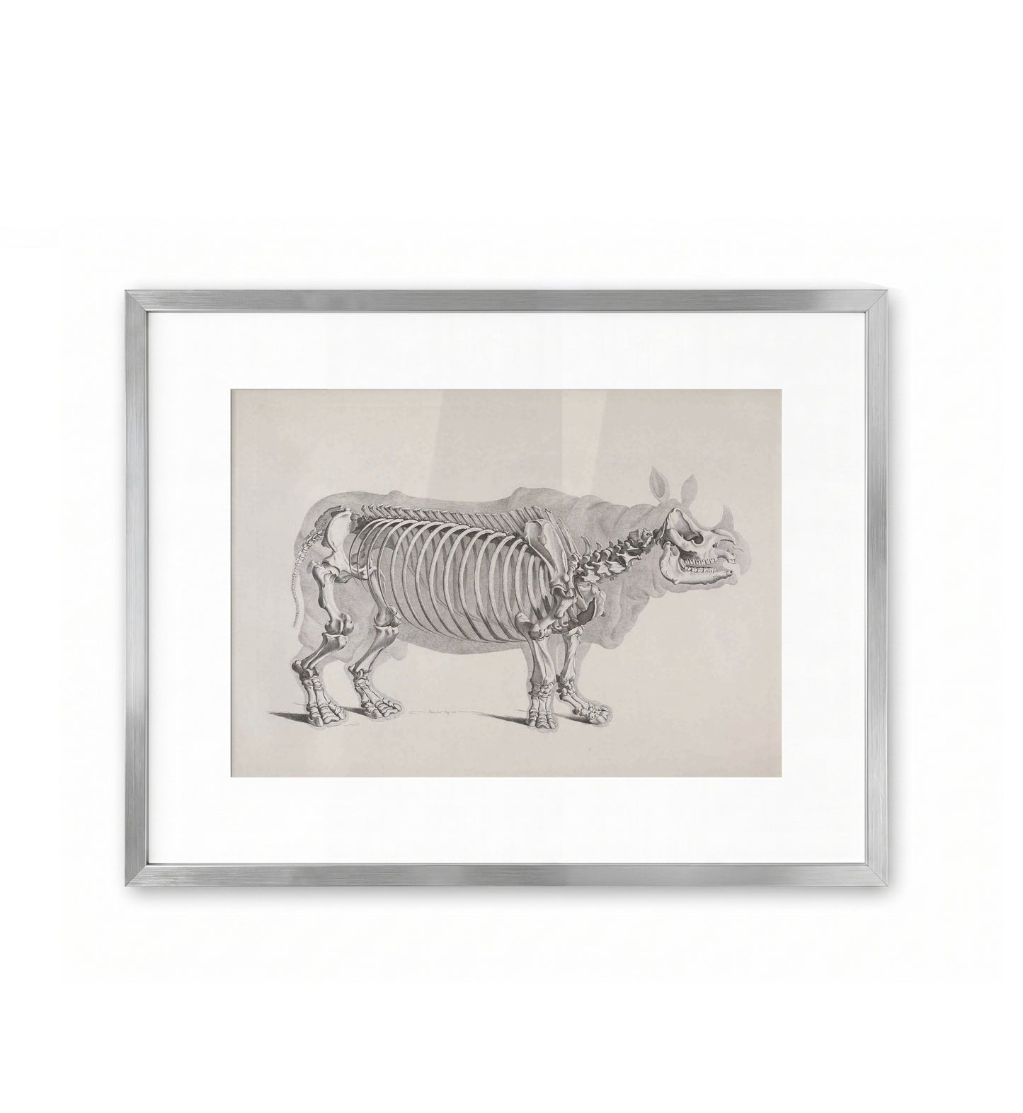 Nashorn / Eduard Joseph d'Alton