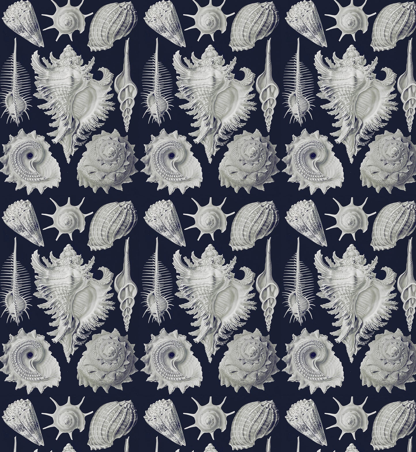 Prosobranchia / Ernst Haeckel