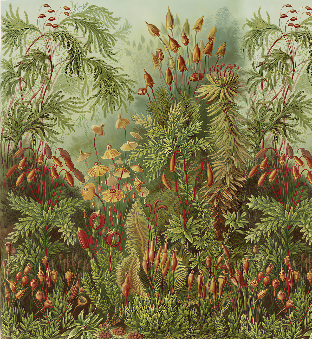 Muscinae / Ernst Haeckel
