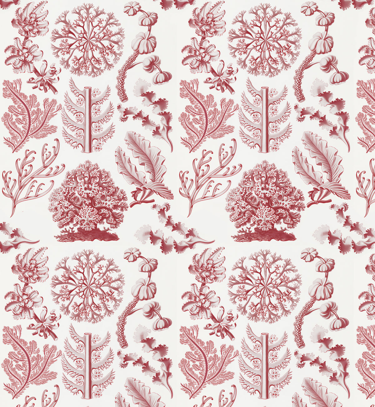 Florideae / Ernst Haeckel
