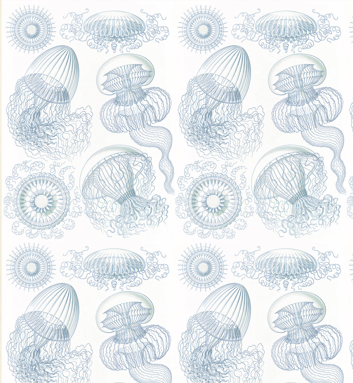 Leptomedusae / Ernst Haeckel