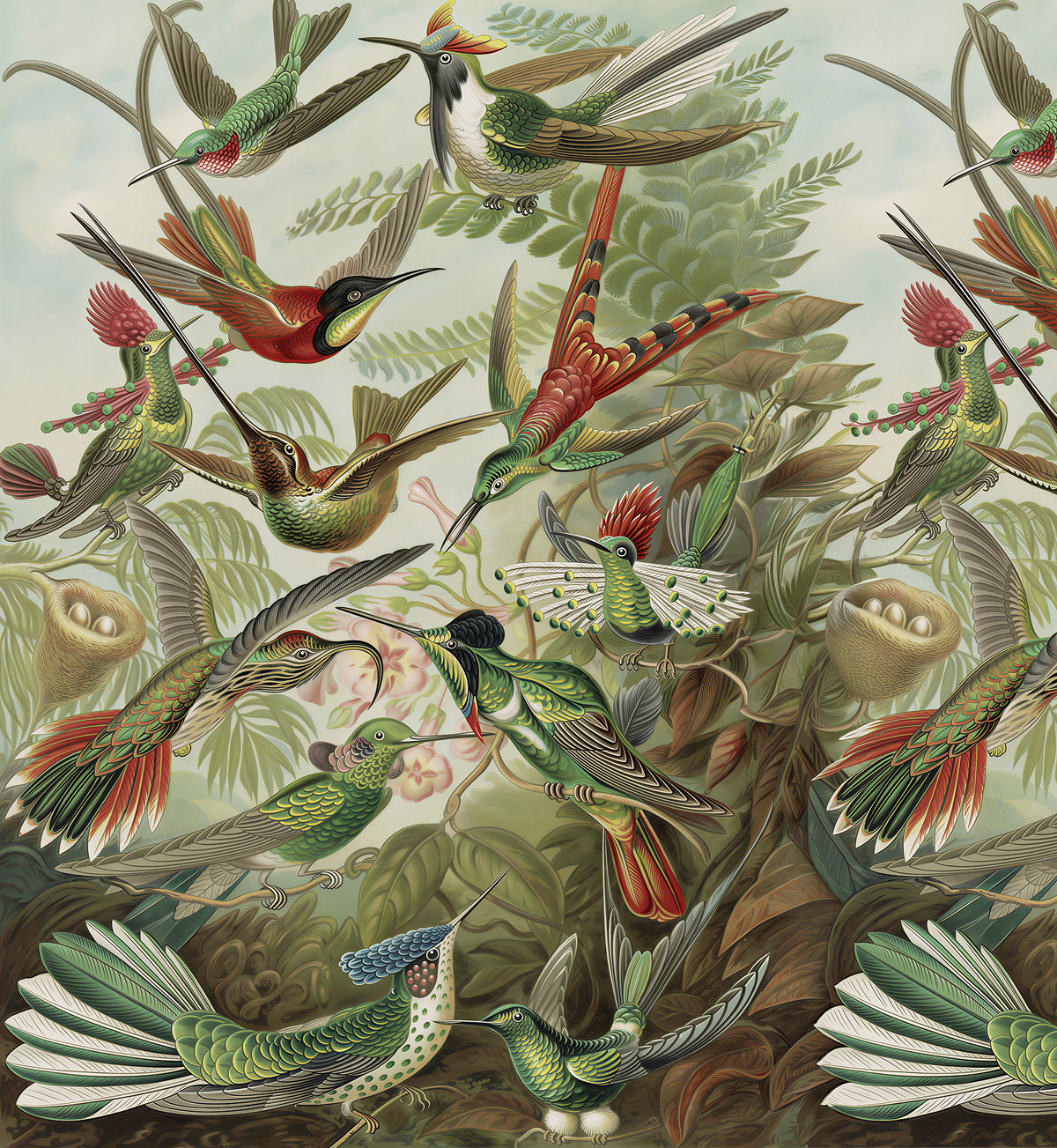 Trochilidae / Ernst Haeckel
