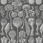 Mycetozoa / Ernst Haeckel