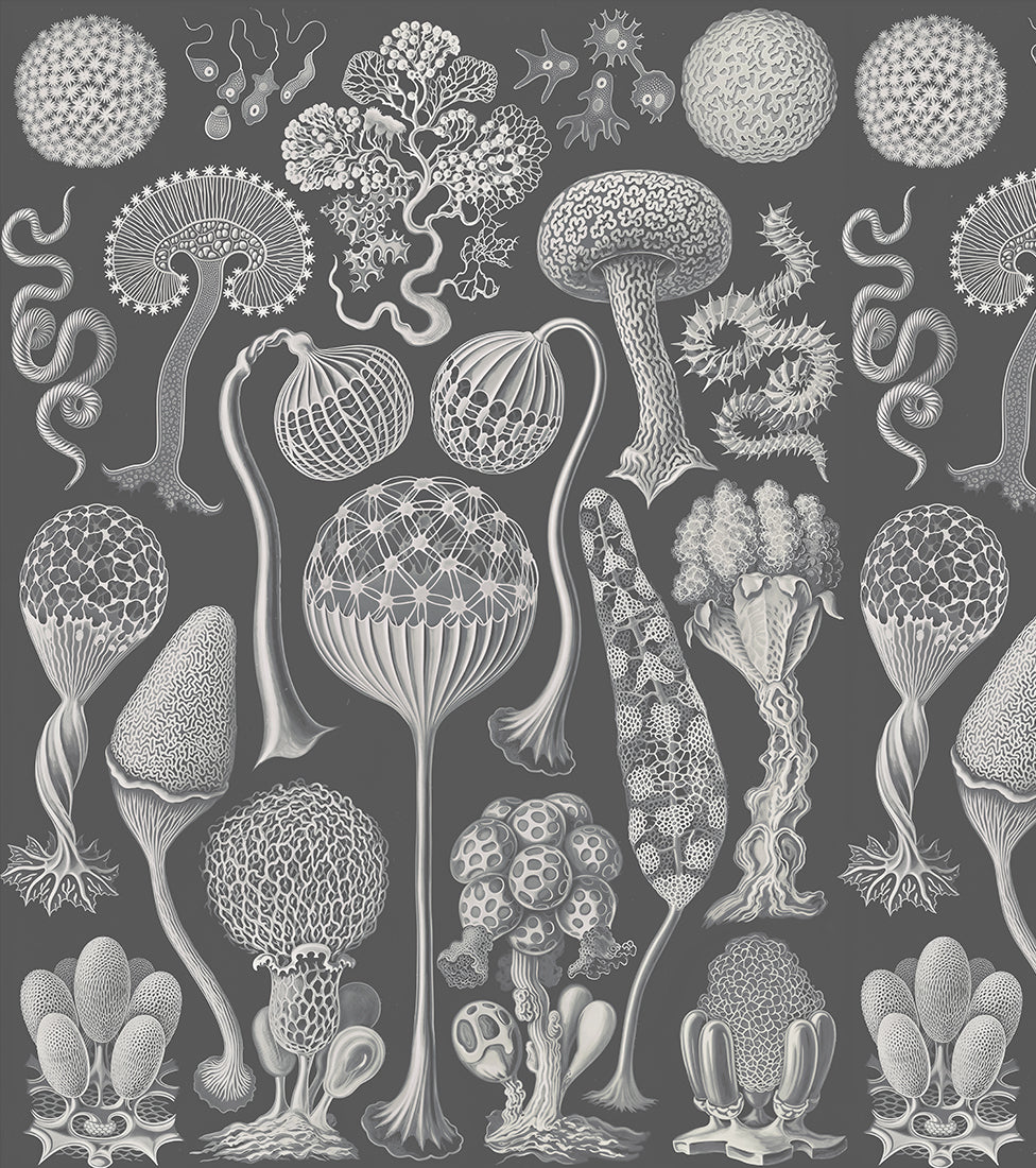 Mycetozoa / Ernst Haeckel