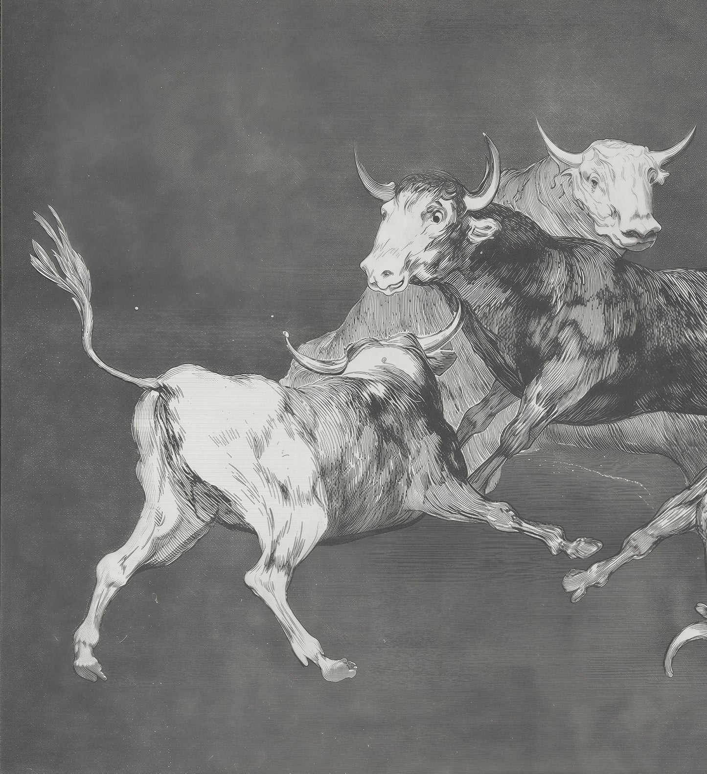 Folly of Little Bulls  / Francisco de Goya
