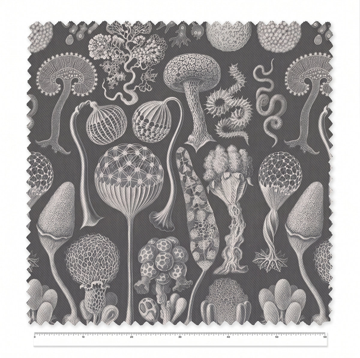 Mycetozoa / Ernst Haeckel