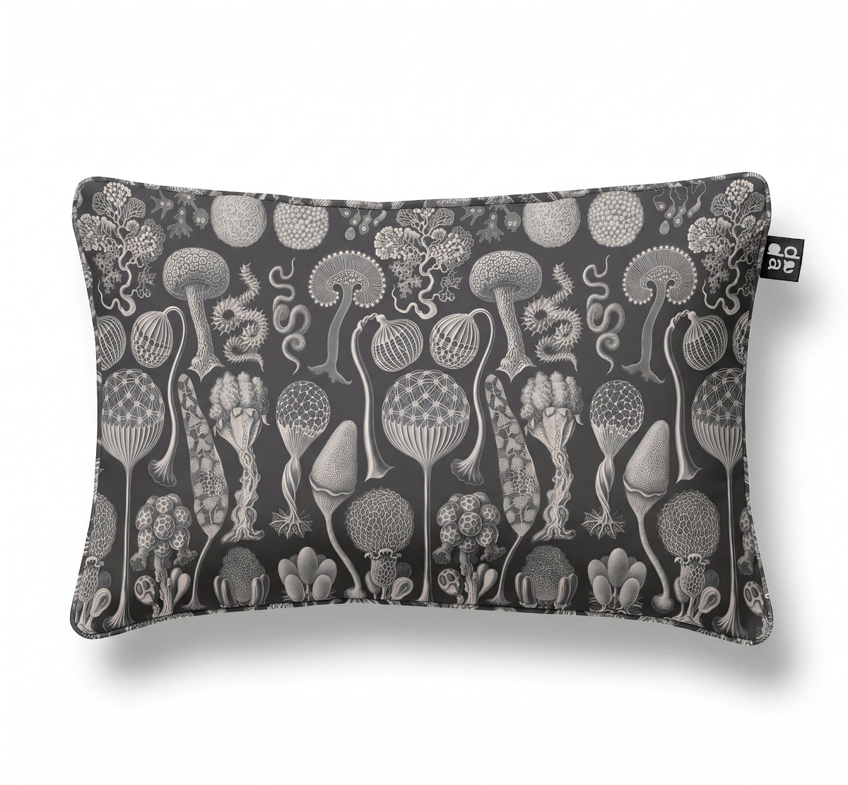 Mycetozoa / Ernst Haeckel