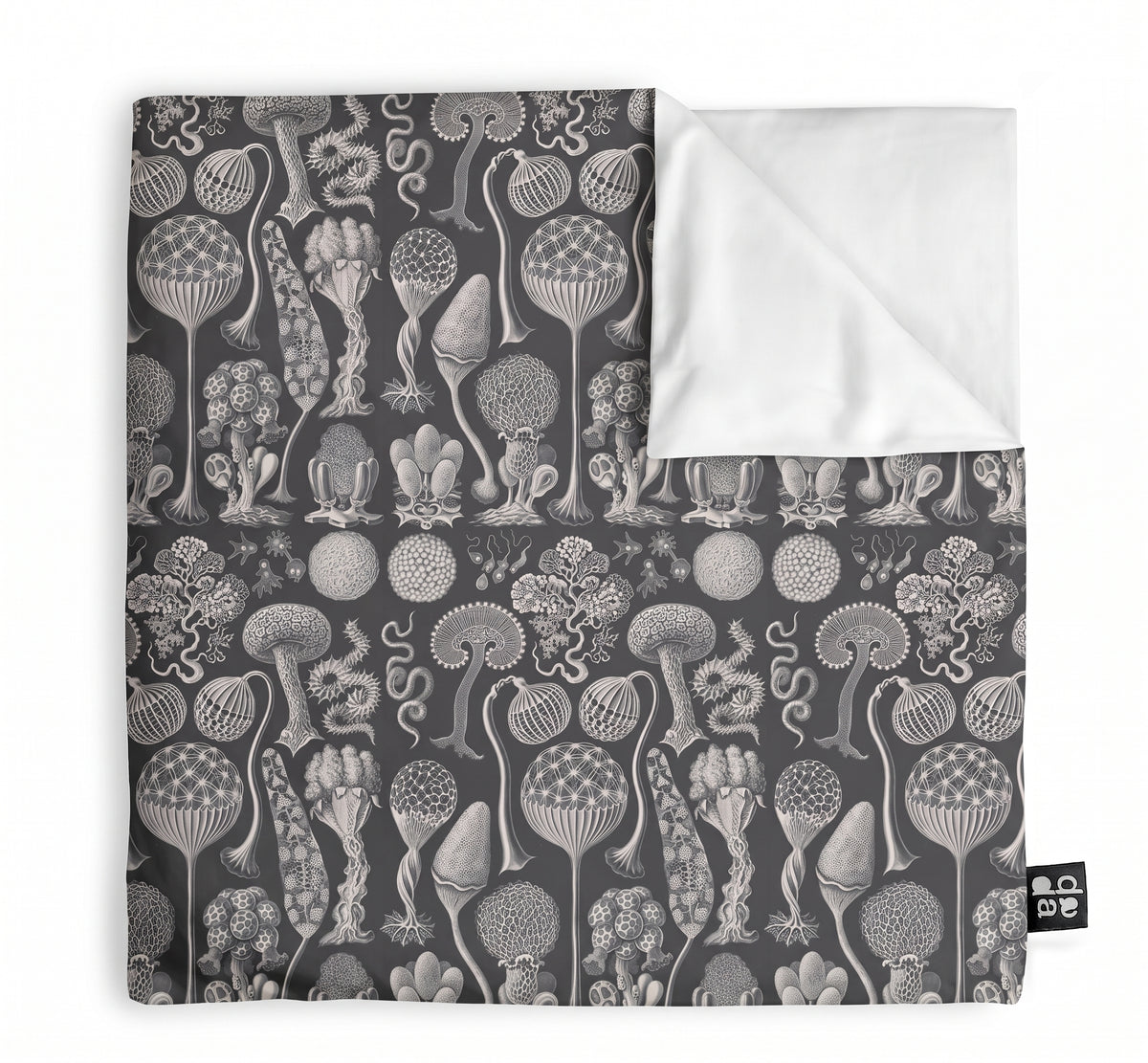 Mycetozoa / Ernst Haeckel