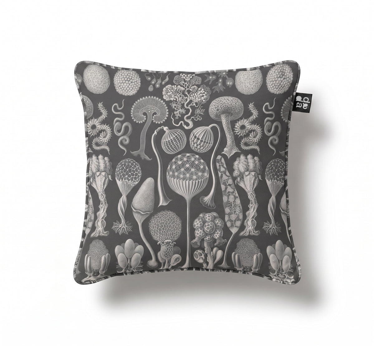 Mycetozoa / Ernst Haeckel