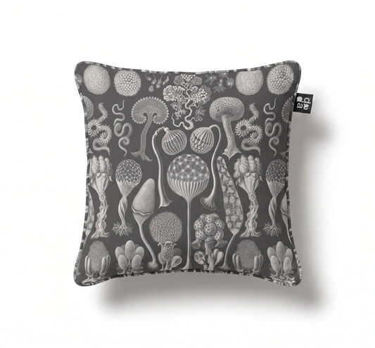 Mycetozoa / Ernst Haeckel