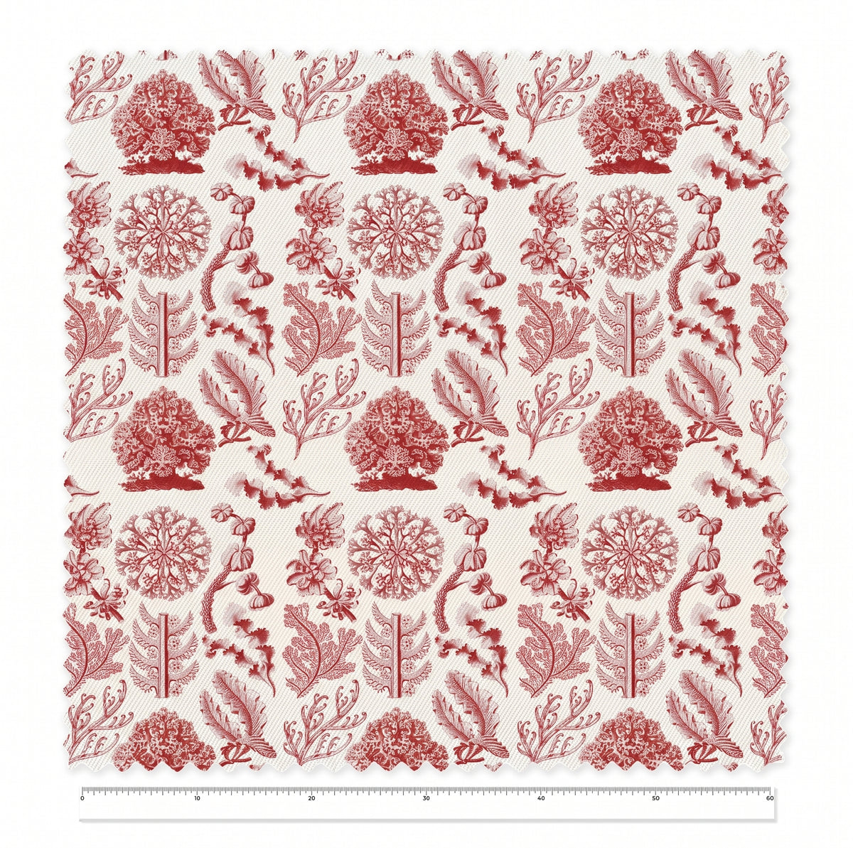 Florideae / Ernst Haeckel