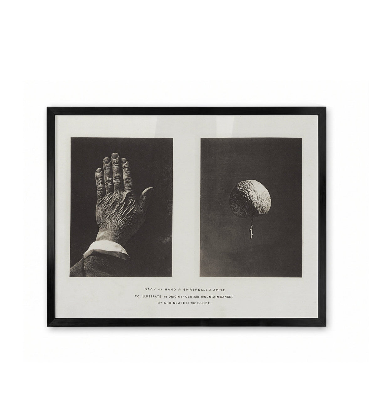 Back of Hand & Shrivelled Apple / James Nasmyth