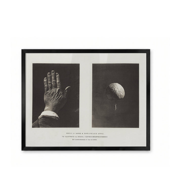 Back of Hand & Shrivelled Apple / James Nasmyth