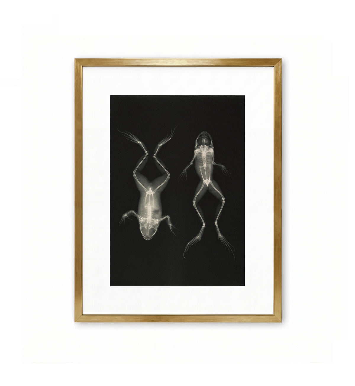 Frogs in Prone and Supine Positions / Josef Maria Eder