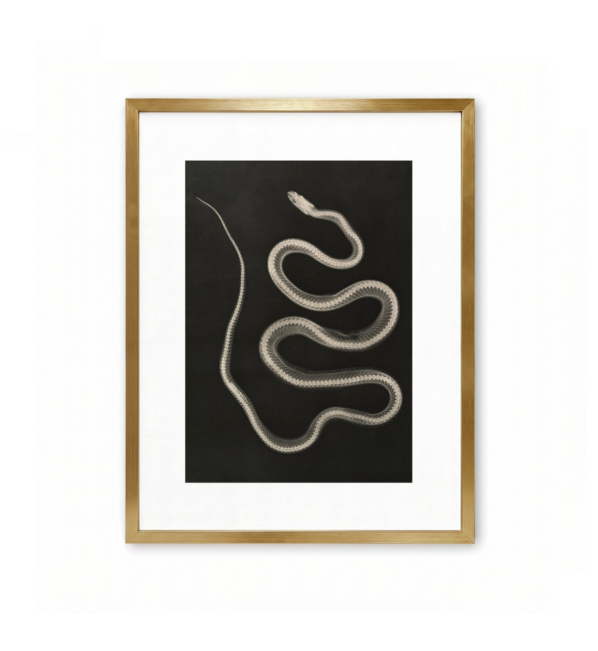Aesculapian Snake / Josef Maria Eder