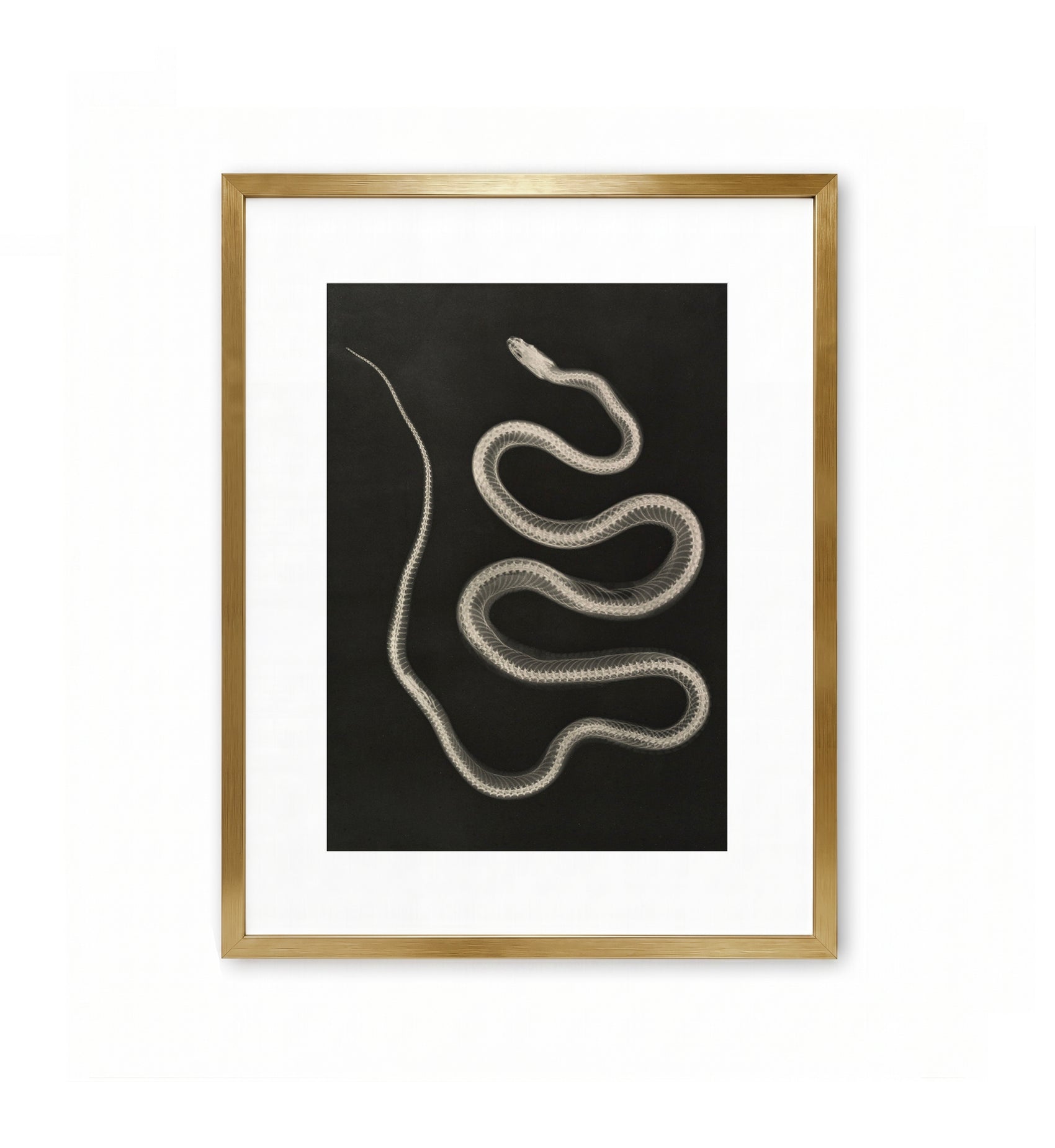 Aesculapian Snake / Josef Maria Eder