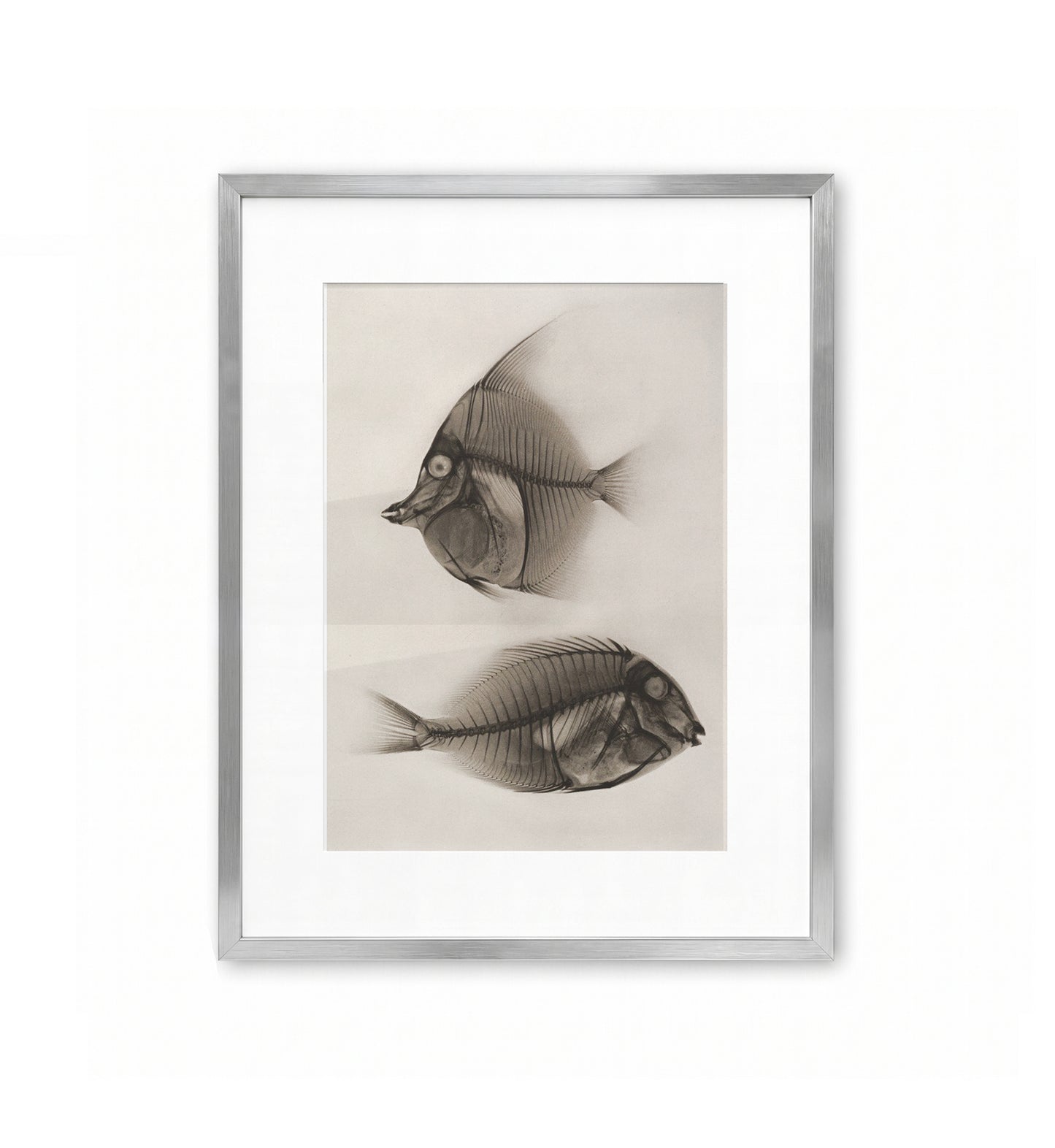 Zanclus Cornutus, Acanthurus Nigros / Josef Maria Eder