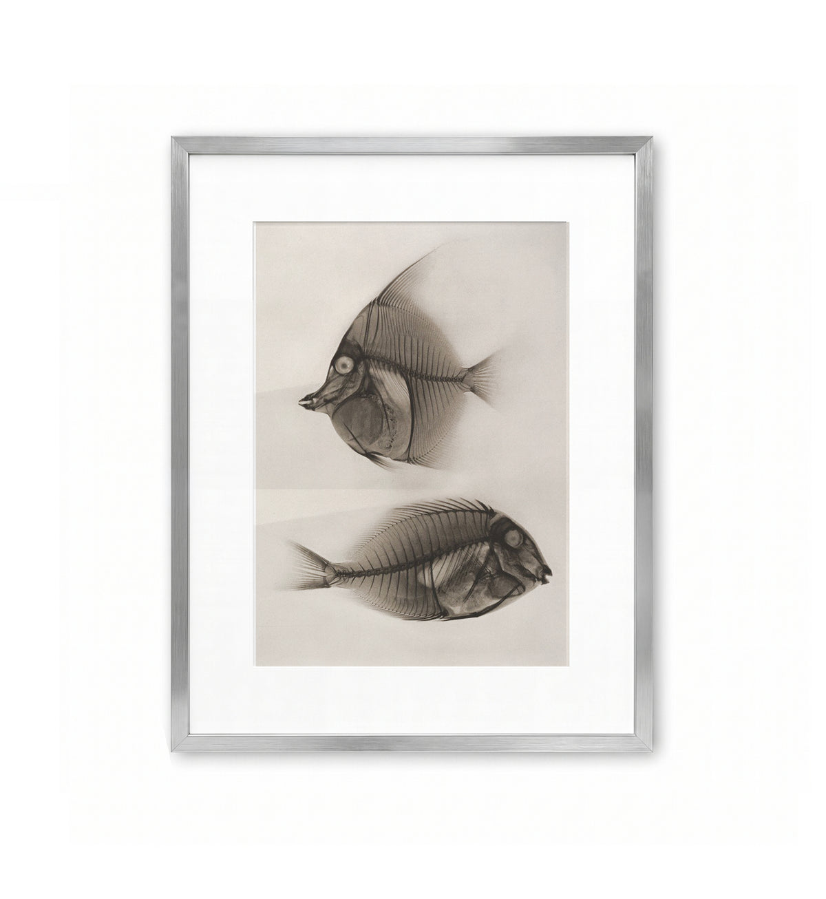Zanclus Cornutus, Acanthurus Nigros / Josef Maria Eder