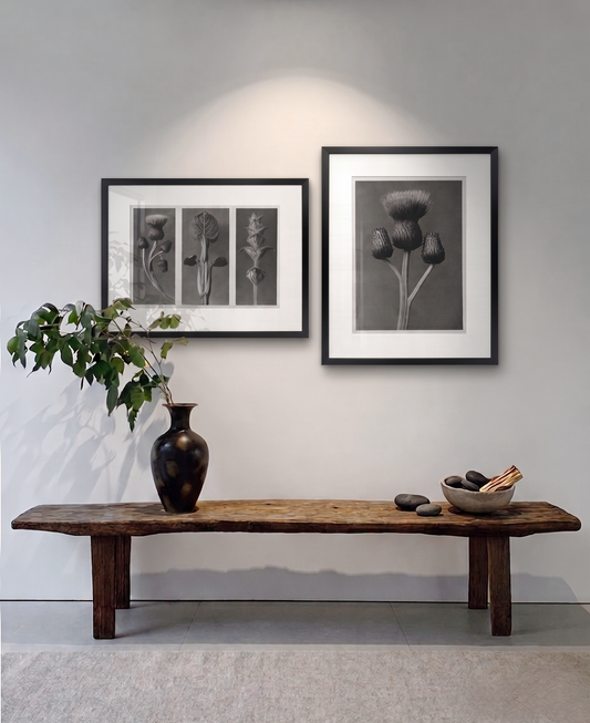 Botanical Triptych / Karl Blossfeldt