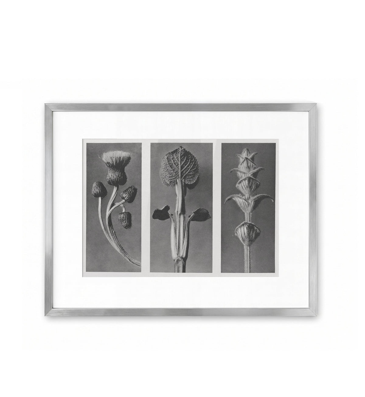Botanical Triptych / Karl Blossfeldt