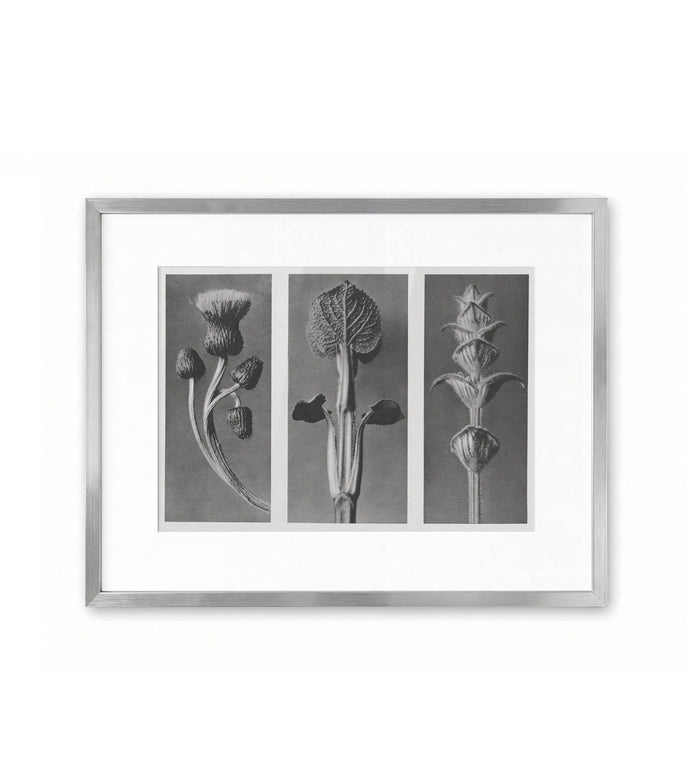 Tríptico botánico / Karl Blossfeldt