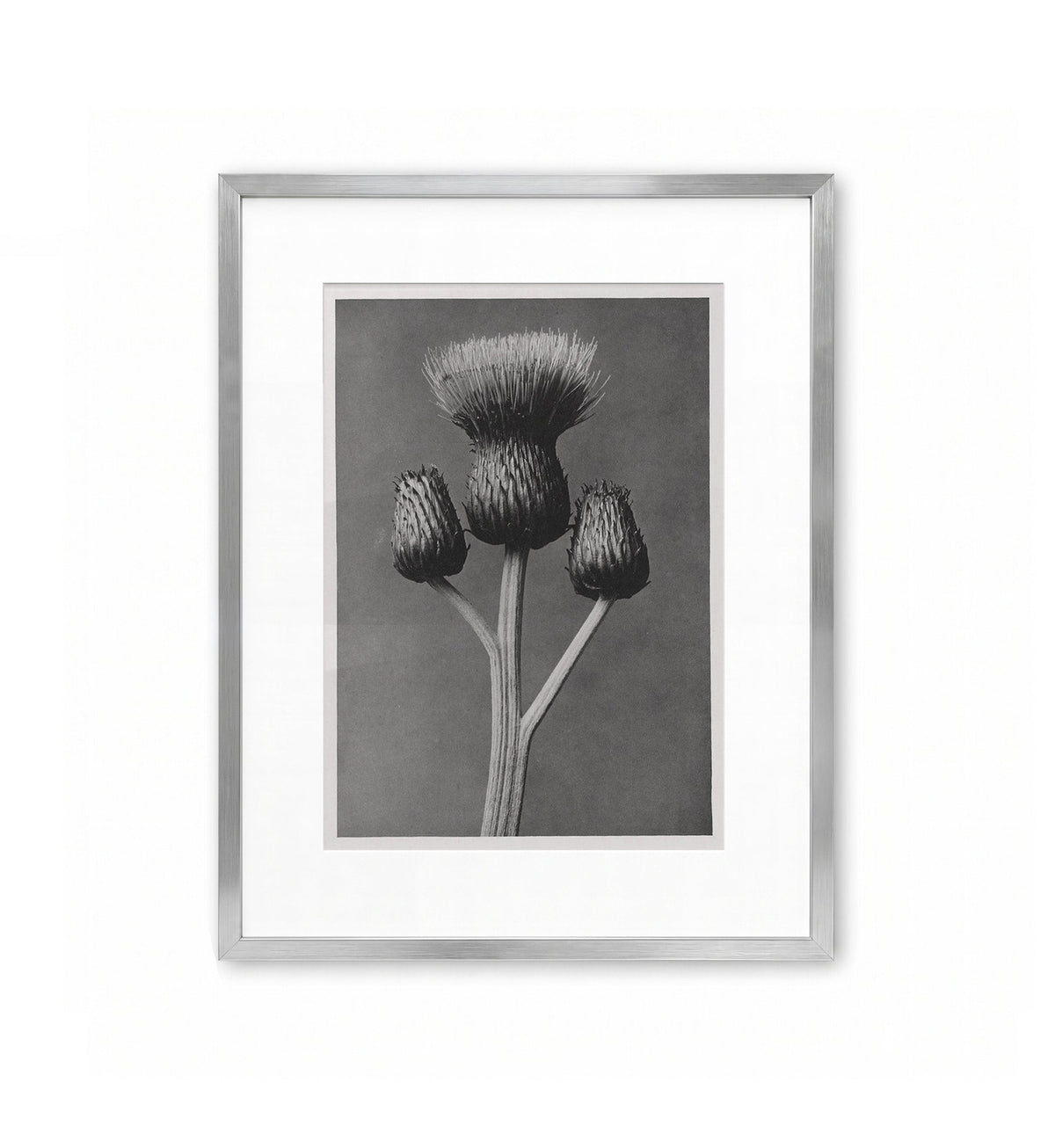 Pareja de cardos / Karl Blossfeldt