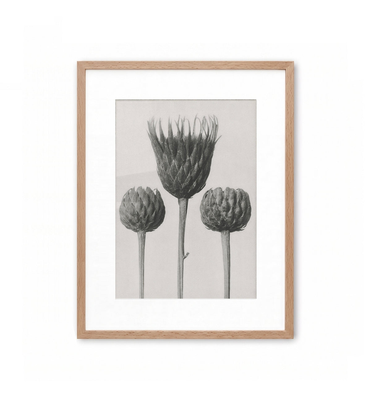 Cardos en flor / Karl Blossfeldt