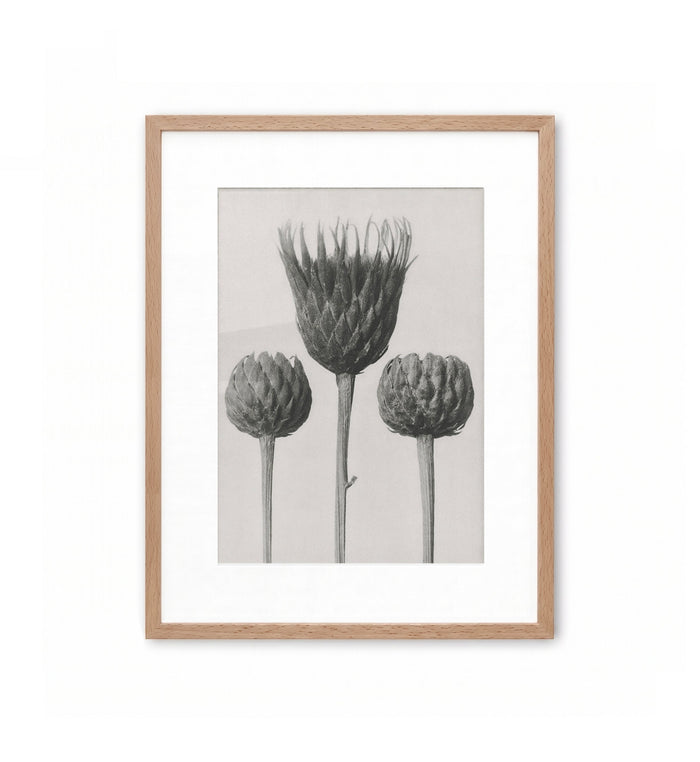 Cardos en flor / Karl Blossfeldt