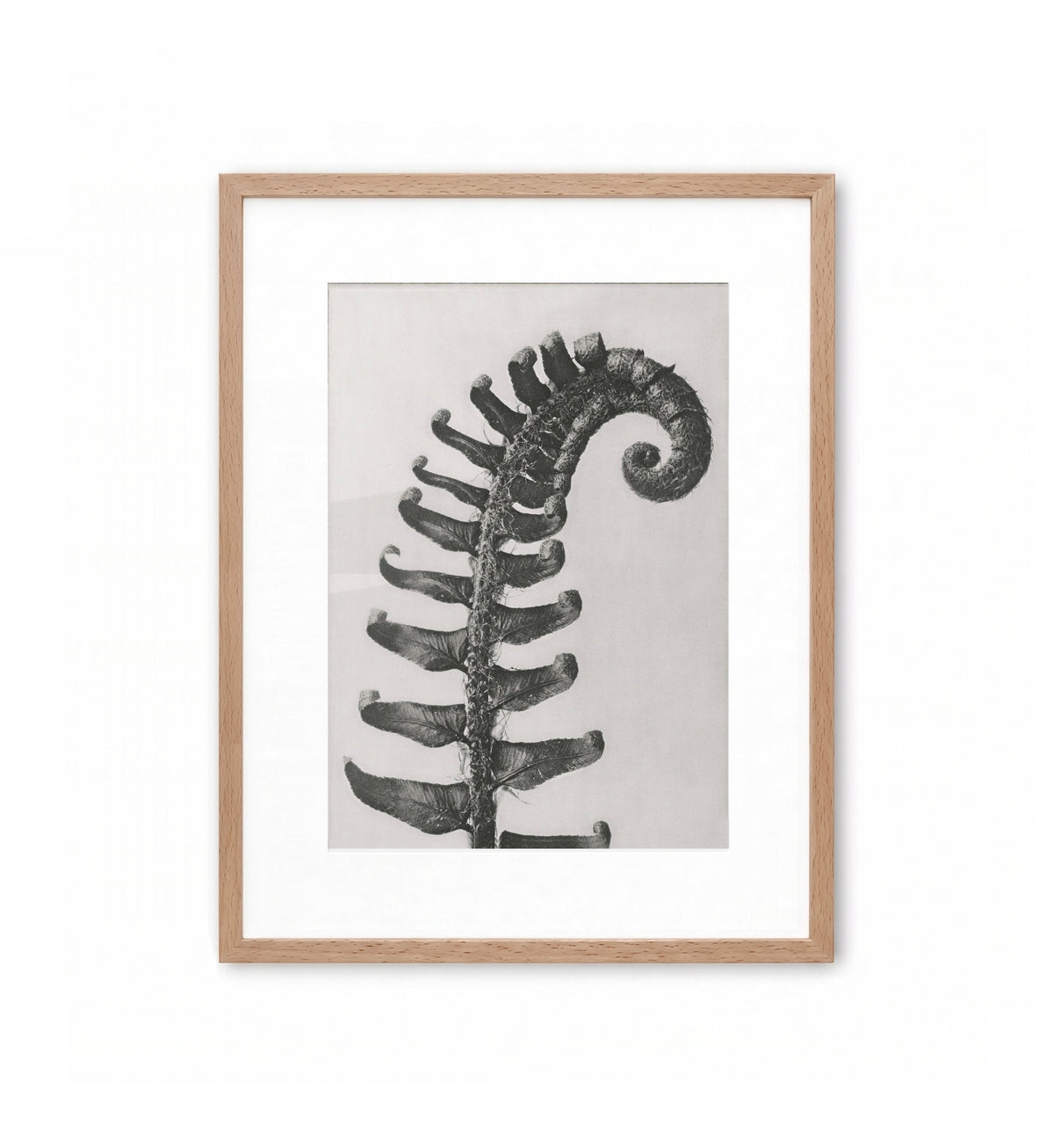 Fronda de helecho / Karl Blossfeldt
