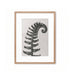 Fronda de helecho / Karl Blossfeldt
