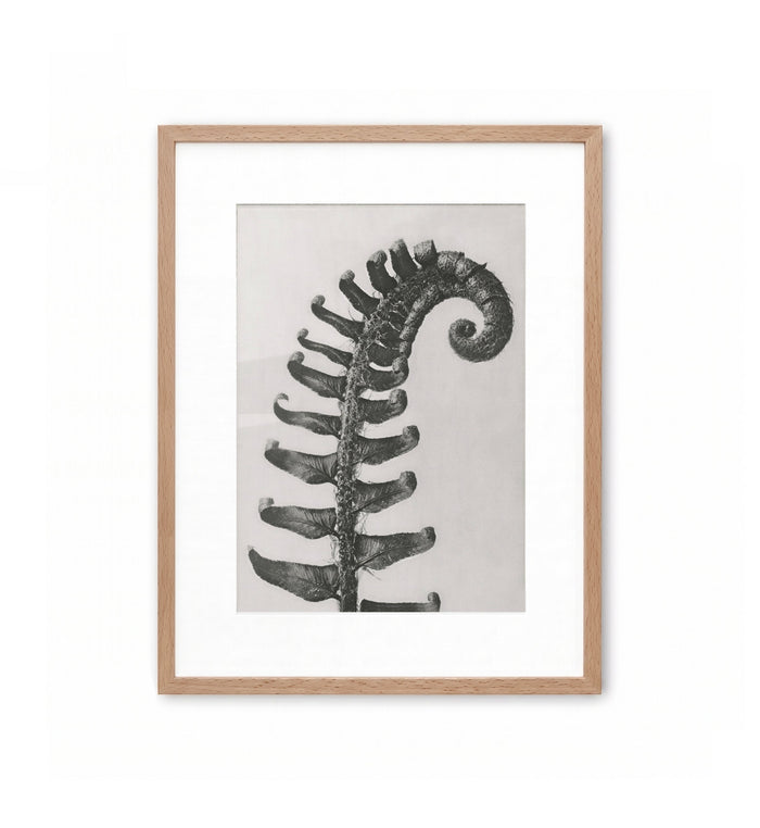 Fronda de helecho / Karl Blossfeldt