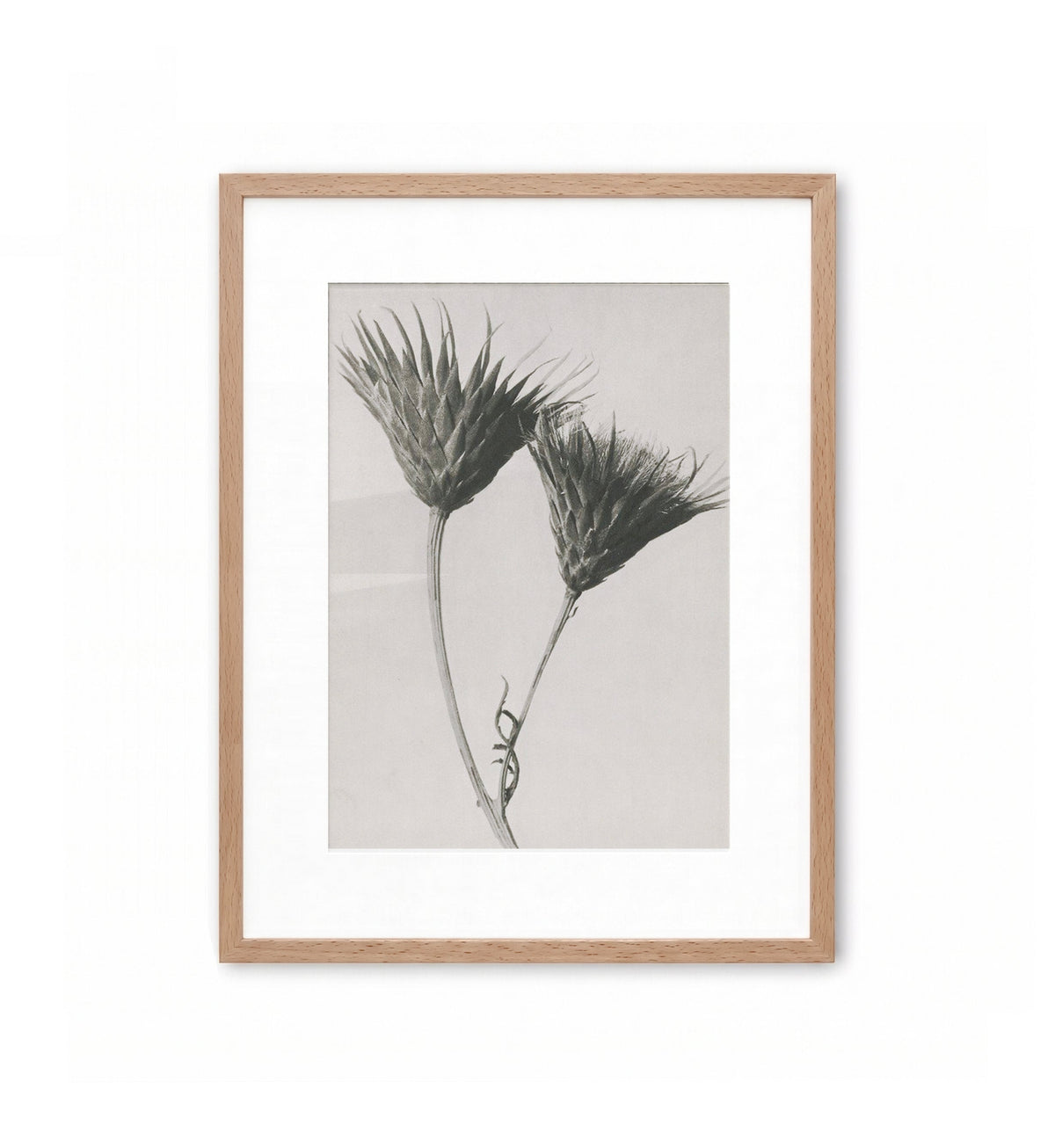 Wild Thistle Duo / Karl Blossfeldt