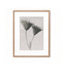 Cardo joven / Karl Blossfeldt