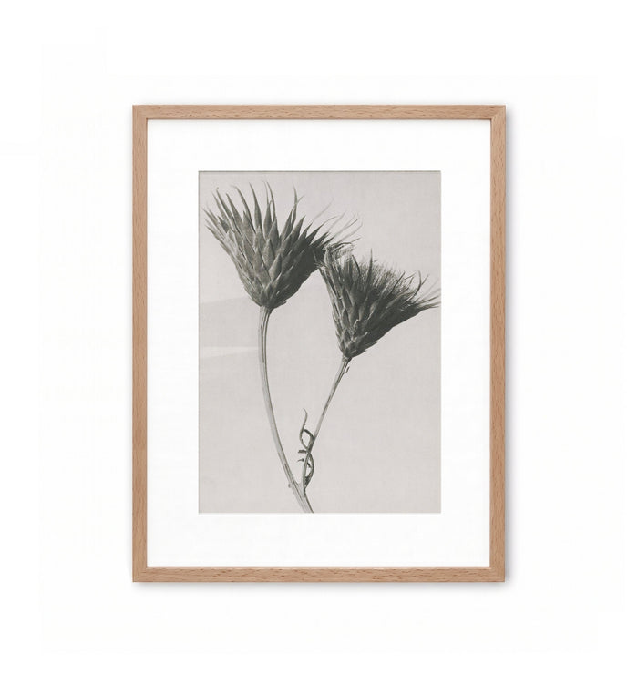 Cardo joven / Karl Blossfeldt