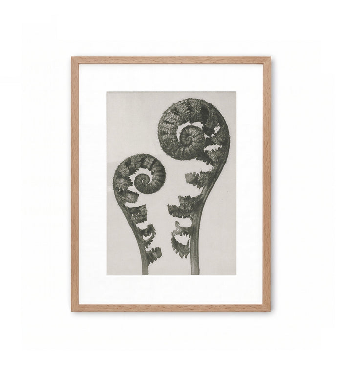 Báculos de helecho / Karl Blossfeldt